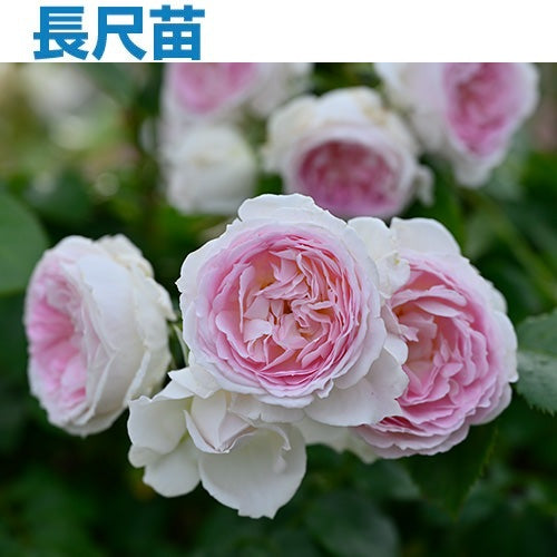 クルール・デ・ラムール(長尺苗)