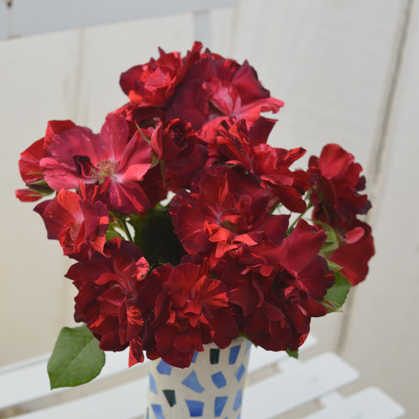 ラ・レーヌ・ドゥ・ラ・ニュイ(長尺苗)