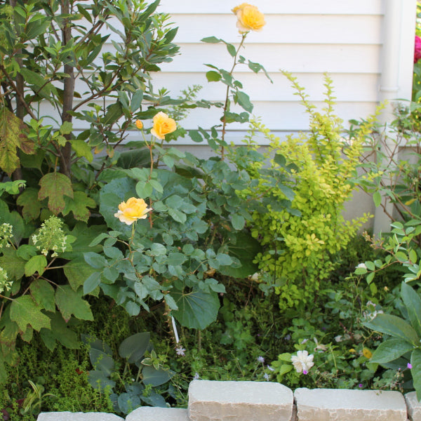 カスク・ドール