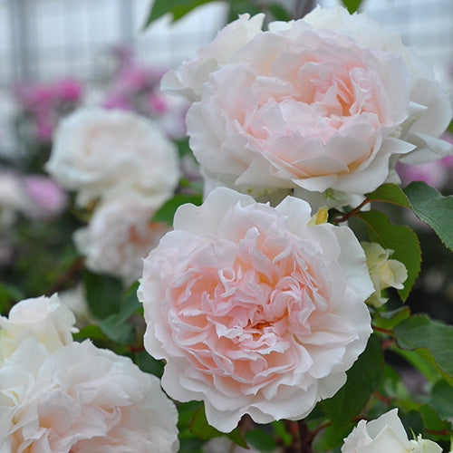 フランシス・バーネット(長尺苗)