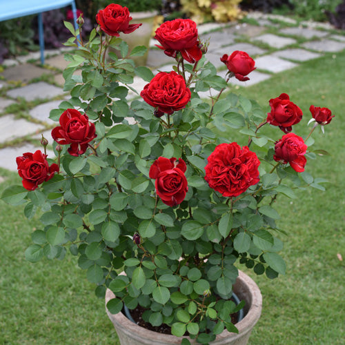 ベル・ドゥ・レニエ