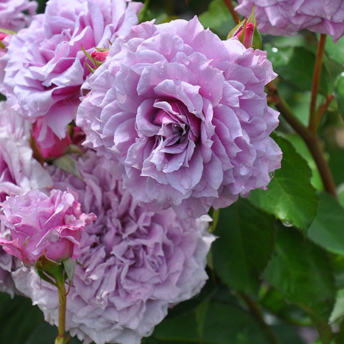 コリンクレイヴン