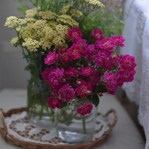 ヴィル・ナタール