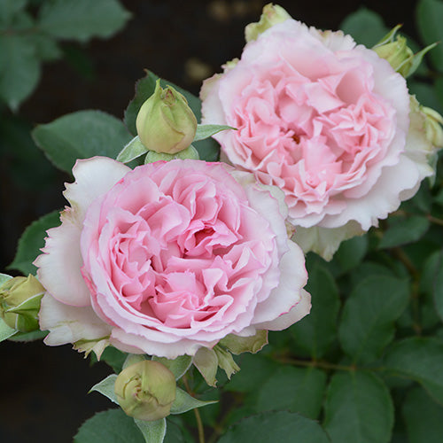 フォーシーズンズ