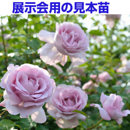 展示会用の見本苗(ローズシナクティフ)