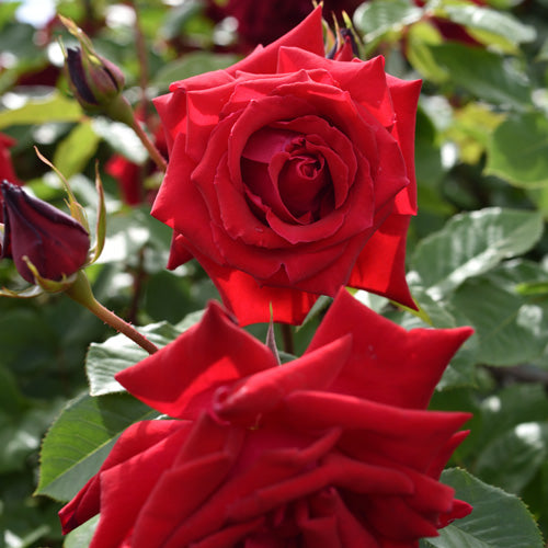 アンクルウォルター