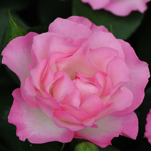 ストロベリーアイス