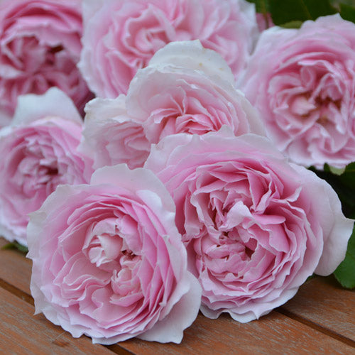 エウリディーチェ