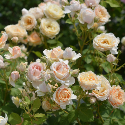 アンナ・フェンディ