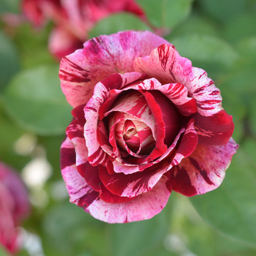 オッタヴィオ・ミッソーニ