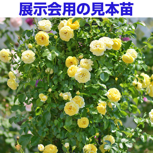 展示会用の見本苗(シャトー・ドゥ・シュベルニー)