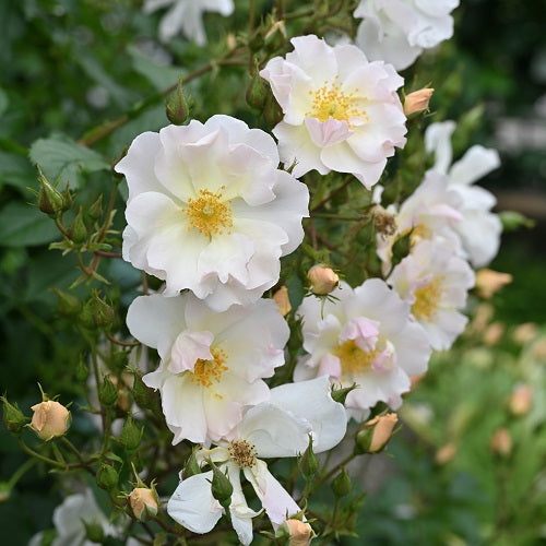 マリーアン・ドゥ・ラマルティーヌ