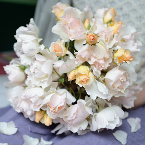 マリーアン・ドゥ・ラマルティーヌ(長尺苗)