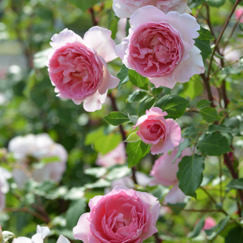 ヘレン(長尺苗)