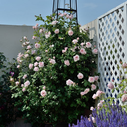 ナエマ(長尺苗)