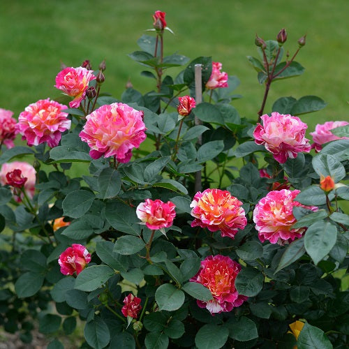 モーリス・ユトリロ