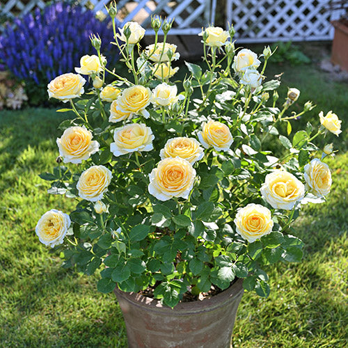 コート・ドール