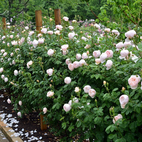 ブリーズ(長尺苗)