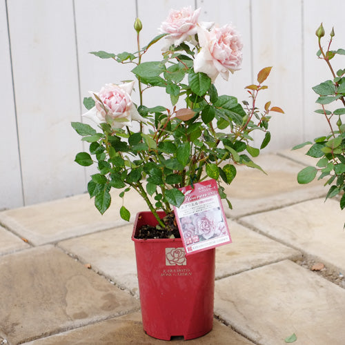 【ヘブンシリーズ】エアリエル