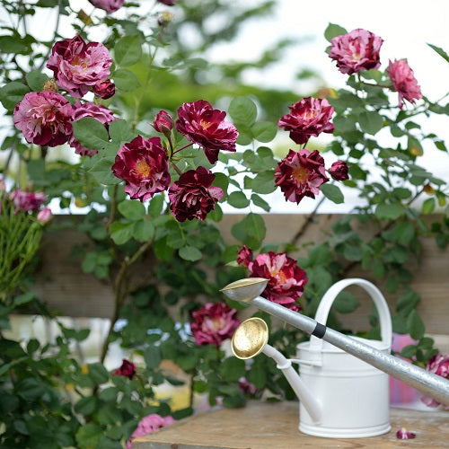 ニュー・イマジン(長尺苗)