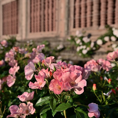 トラモント・エスティーヴォ