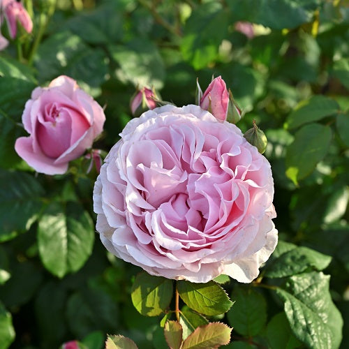 プリンセス・クレア・ドゥ・ベルジック