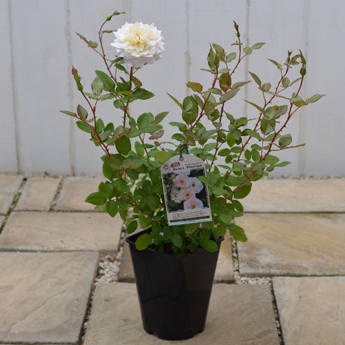 ミコル・フォンターナ