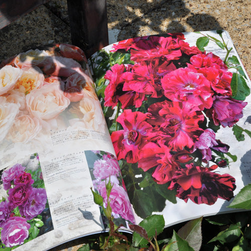 New Roses 2015春号 vol.17