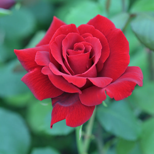 レジェンド・オブ・ルージュ