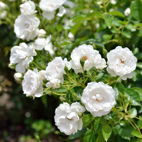 ドミニク・ロワゾー