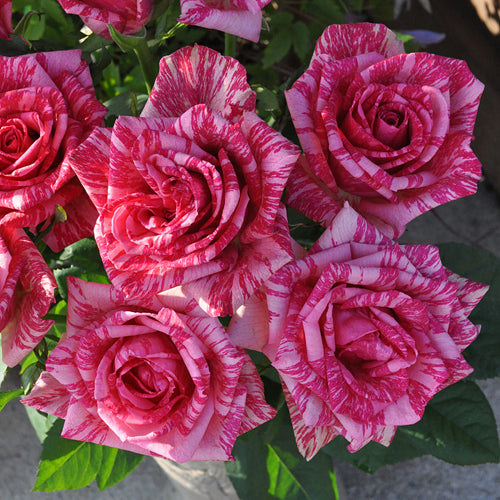 ピンク・インテューション