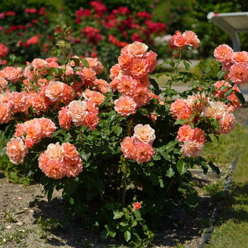 ボルデュール・アブリコ