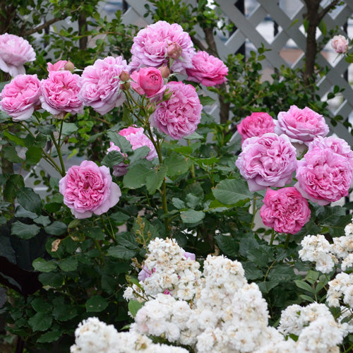 展示会用の見本苗(ローズ・ポンパドゥール)