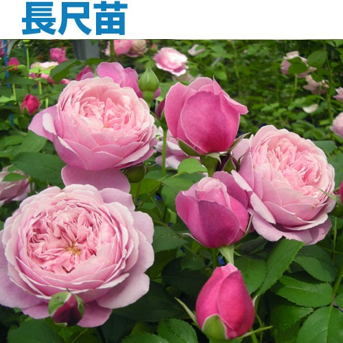 バラ苗 かおりかざり 接木苗 強香 ５号鉢 薔薇 苗 - 植物/観葉植物