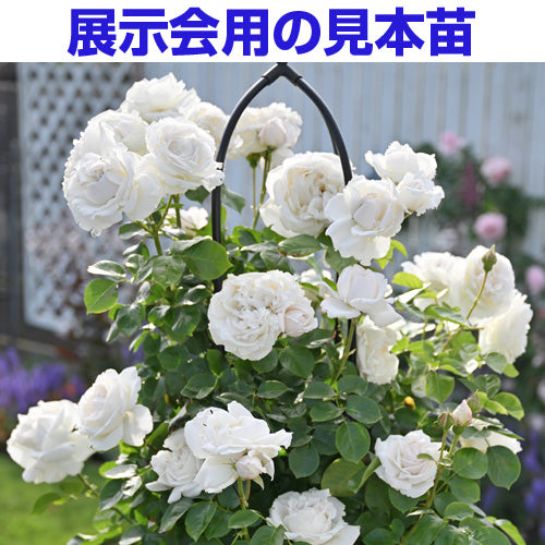 展示会用の見本苗(パブロワ)