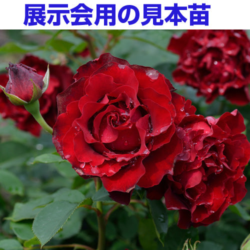 展示会用の見本苗(オマージュ・ア・バルバラ)