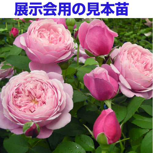 展示会用の見本苗(シャンテ・ロゼ・ミサト)