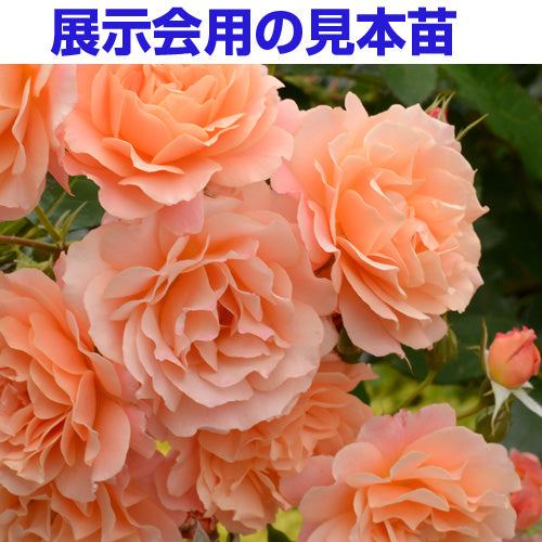 展示会用の見本苗(ボルデュール・アブリコ)
