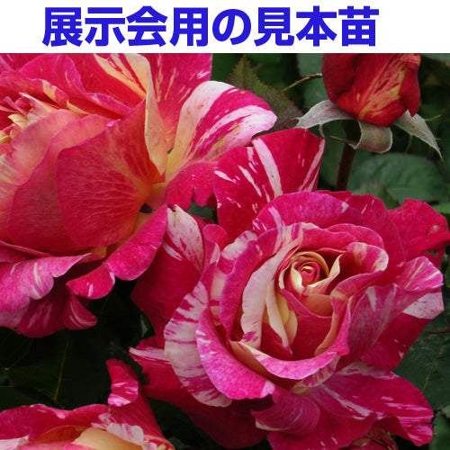 展示会用の見本苗(モーリス・ユトリロ)