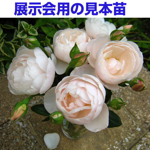 展示会用の見本苗(ブリーズ)