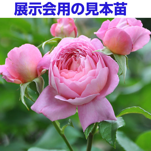 展示会用の見本苗(フラゴナール)