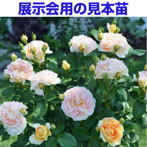 展示会用の見本苗(アメリ・ノートン)