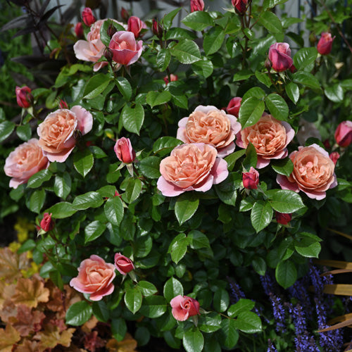 【展示会用の見本苗】ピンク・ビンテージ(2402M)