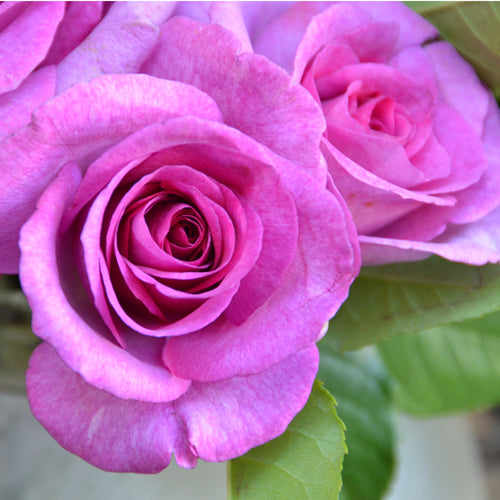 ヴィオレ・パルフュメ