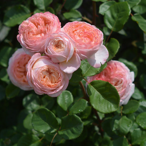 コンフィチュール