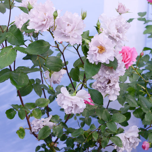 クチュールローズ・チリア