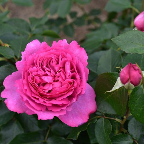 イブ・ピアッチェ