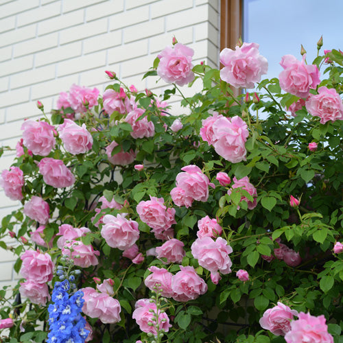 スパニッシュビューティ