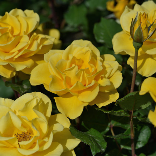 ヘンリーフォンダ