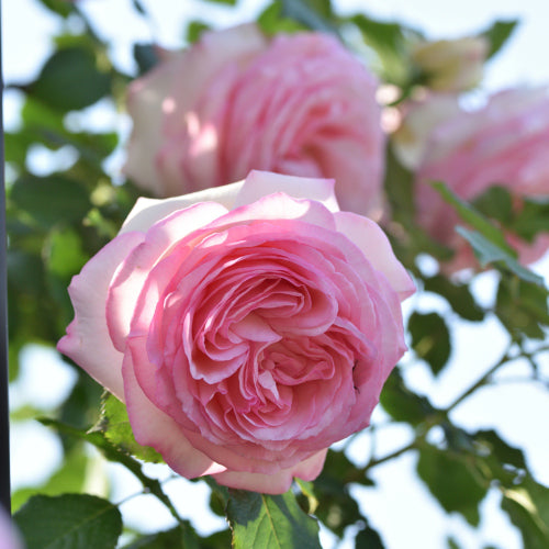 ピエール・ドゥ・ロンサール